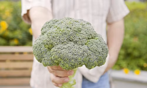 Lượng sulforaphane dồi dào trong súp lơ xanh có khả năng ngừa ung thư hiệu quả.