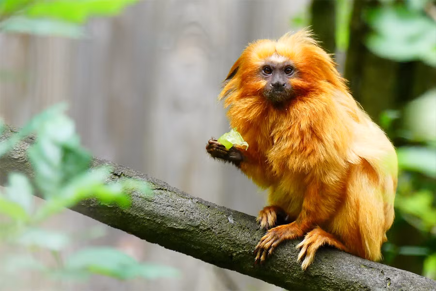 Khỉ sư tử vàng (Leontopithecus rosalia) dài 20 - 25cm, sống ở rừng bờ biển Đại Tây Dương phía Đông Nam Brazil. Loài này cùng họ Khỉ sóc với các loài khỉ vuốt. Có ngoại hình rất ấn tượng, chúng là một trong những loài khỉ nguy cấp nhất thế giới.