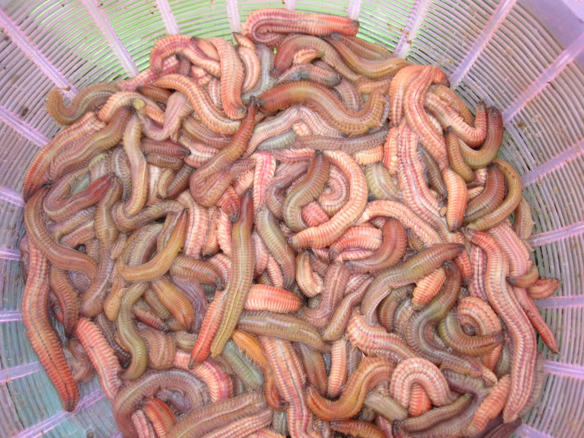 Rươi.