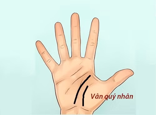 Đường quý nhân làm gì cũng thuận lợi. Đường chỉ tay quý nhân này thường nằm song song với ở đường chỉ tay vận mệnh thì đây chính là chỉ tay may mắn được quý nhân giúp đỡ. 