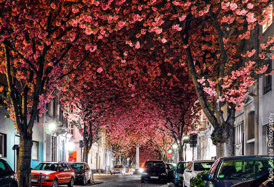 Heerstrasse, Đức: Đường hầm tự nhiên tại thành phố Bonn là một trong những cấu trúc vòm đẹp nhất thế giới, nhưng nó chỉ tồn tại trong thời gian ngắn. Những cây hoa anh đào nằm dọc đường phố chỉ nở trong khoảng 20 ngày/năm và biến đường phố thành đường hầm màu đỏ và hồng tuyệt đẹp.