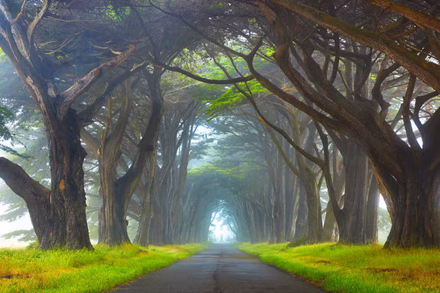 Point Reyes, Mỹ: Trên bờ biển bang California gần bán đảo Point Reyes, có một hàng cây bách cổ thụ nằm dọc con đường ngoại ô yên tĩnh. Chúng được cho là được trồng cách đây hàng trăm năm và tạo thành cấu trúc vòm tuyệt đẹp.