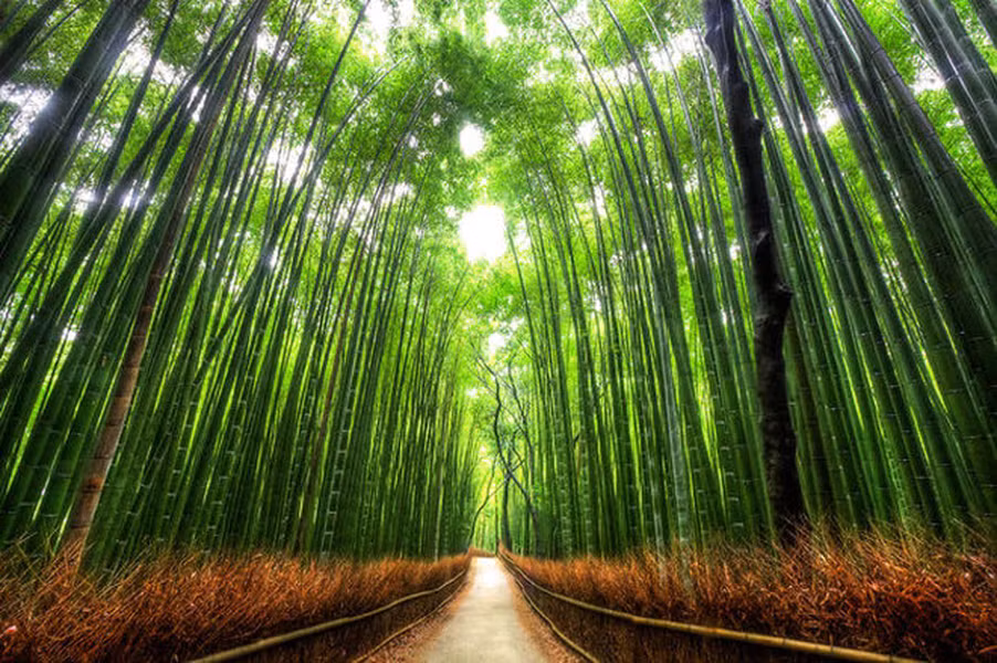 Đường tre, Nhật Bản: Thành phố Kyoto ở Nhật Bản nổi tiếng với những khu rừng tre và một trong những địa điểm hấp nhất là con đường tre cắt ngang qua rừng Sagano. Lối đi hẹp được bao quanh bởi những cây tre lớn, tạo nên đường hầm tự nhiên như trong truyện cổ tích.