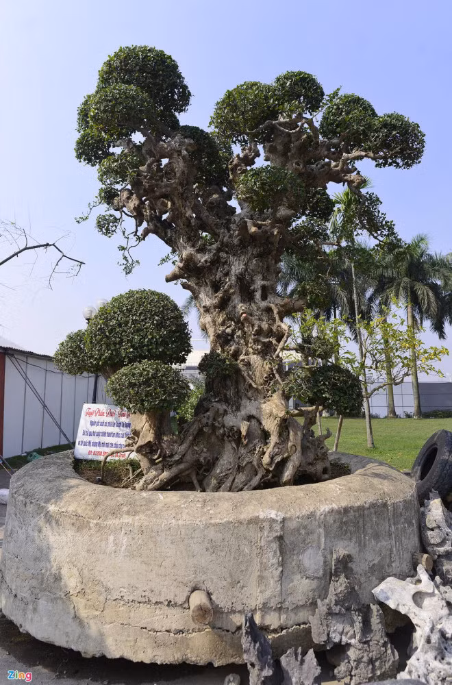 Choang vang cay duoi tinh mau tu co gia tren troi-Hinh-2