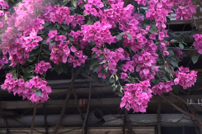 Cây hoa giấy nhà ông Tầng giống như một chiếc rèm cửa tự nhiên. Để lấy ánh sáng vào nhà, phía trước các ô cửa sổ, ông Tầng làm các ô ngăn không cho cây mọc ra. Ngôi nhà cũng giống như chốn bình yên, giúp con người hòa mình với thiên nhiên