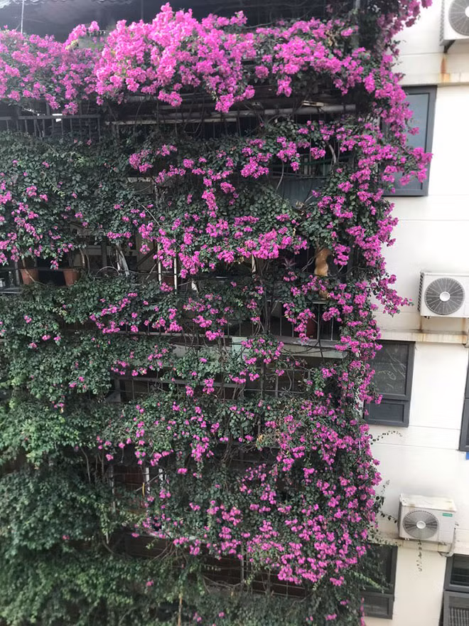 Chia sẻ về thành công khi trồng cây hoa giấy phủ kín toàn bộ 2 mặt tiền của ngôi nhà, ông Tầng vui vẻ nói: “Hoa giấy có nhiều loại, việc chọn giống cũng rất quan trọng, muốn trồng hoa giấy leo tốt nên chọn loại có nhiều gai và to, ngọn cây phải mập bằng ngón tay út, khi sờ vào thân cây chúng ta cảm giác có độ dính”.