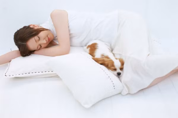 Vật nuôi. Nếu bạn nuôi thú cưng, chắc chắn lông của nó sẽ dính vào gối của bạn, góp phần kéo theo sự hiện diện của vi khuẩn MRSA (Tụ cầu vàng kháng methicillin) và bệnh Lyme tiếp xúc với vật nuôi.