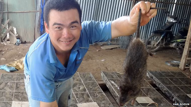 Nếu may mắn, Chhim có thể bắt được 25 kg một đêm. “Sau mùa thu hoạch, chuột chẳng còn nhiều thức ăn. Đây là thời điểm tốt để bắt chúng”, Chhim vừa nói vừa gỡ từ xe máy từng lồng sắt lớn nhốt đầy những con chuột mà anh đã săn được hôm trước, để giao cho người mua trong vùng.