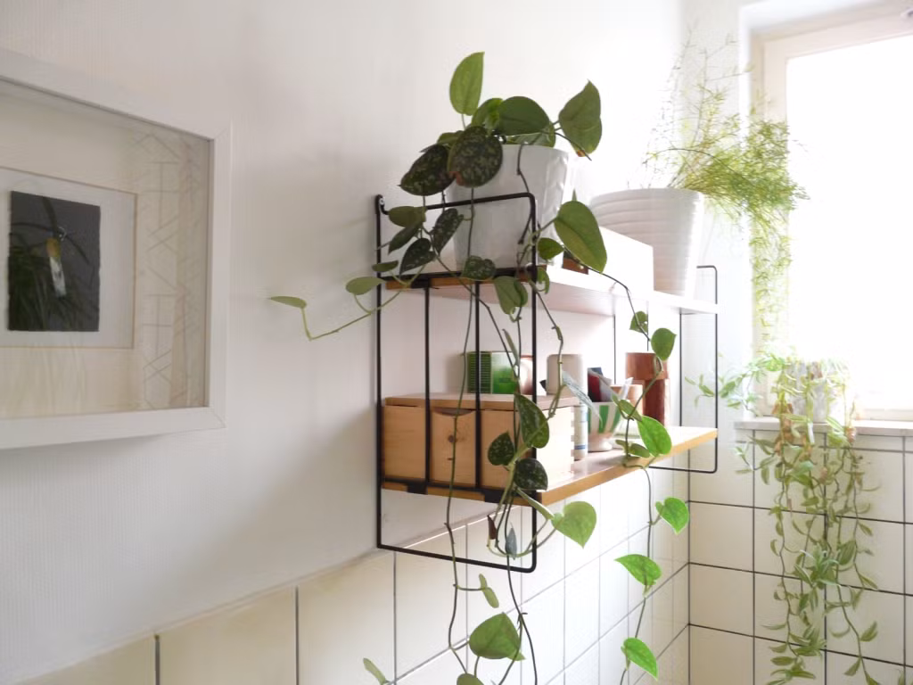 Một số thực vật có thể sống tươi tốt trong không gian với ánh sáng thấp như phòng tắm là trầu bà, tre, hoa phong lan và cây dây leo.