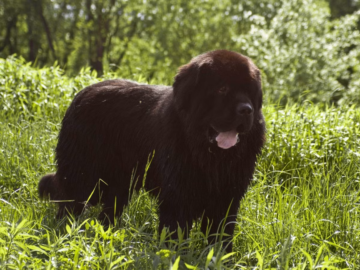 10. Chó Newfoundland. Được biết đến như "người giữ trẻ của tự nhiên", chó Newfoundland có tính cách rất ngọt ngào. Giống chó to lớn này rất trung thành, dễ huấn luyện, và có cả huyền thoại về sự ngoan ngoãn của chúng. Chó Newfoundland cũng là những tay bơi cừ khôi, và loài này được đào tạo để cứu người đuối nước.