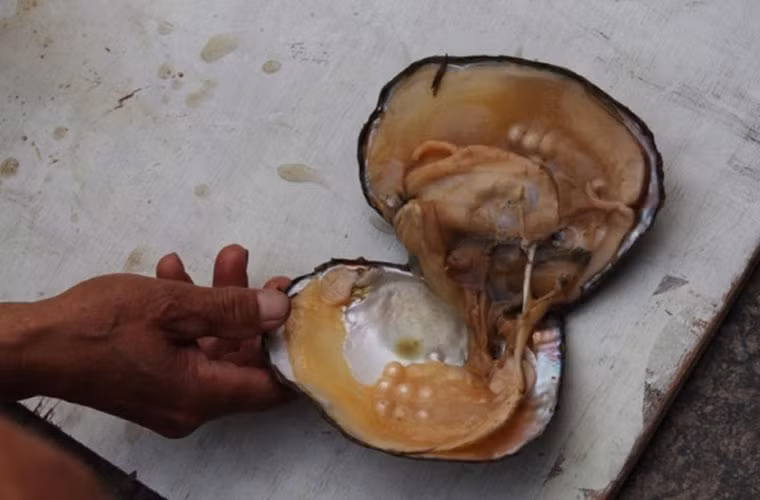 Quá trình cấy ngọc trai giống ngày cũng tương tự như những kỹ thuật nuôi trồng ngọc trai ở Việt Nam. Sau khi nuôi trồng vài năm, người ta sẽ thu hoạch được những viên ngọc trai.