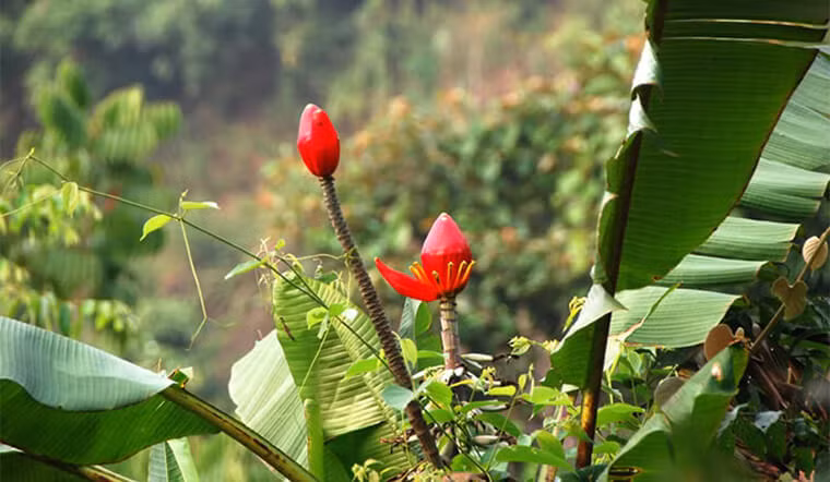 Đặc biệt, hoa chuối rừng trong quan niệm của người xưa là linh hồn của rừng nên không thể thiếu trong mọi buổi cúng tế.