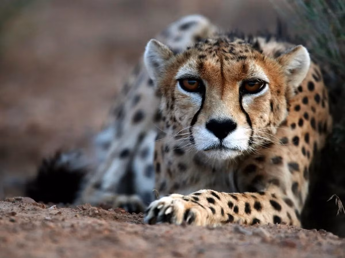 Có bốn phân loài báo săn được công nhận gồm báo săn châu Á (Acinonyx jubatus venaticus), báo săn Đông Nam Phi (Acinonyx jubatus jubatus), báo săn Đông Bắc Phi (Acinonyx jubatus soemmeringii) và báo săn Tây Bắc Phi (Acinonyx jubatus hecki).