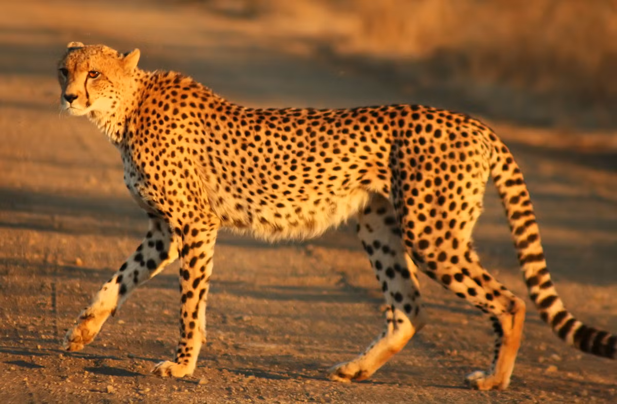 Sinh sống trên các thảo nguyên Châu Phi và một vùng hẹp ở Tây Nam Á, báo săn (Acinonyx jubatus) còn được gọi là báo ghê-pa, được cả thế giới biết đến với tư cách là loài động vật chạy nhanh nhất trên đất liền. Ảnh: Wikipedia.