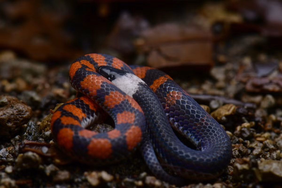 Rắn đất xám (Geophis brachycephalus) dài 46 cm, được ghi nhận ở Trung Mỹ. Loài rắn nhỏ này sống trên cạn, hoạt động về đêm. Thức ăn chủ yếu của chúng là giun đất và các ấu trùng mềm.