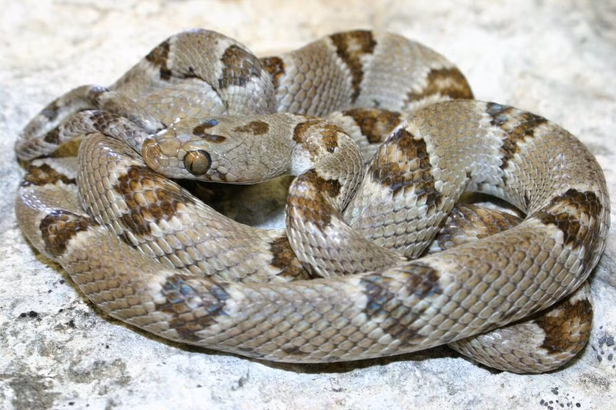 Rắn đàn lia Tây Hoa Kỳ (Trimorphodon biscutatus) dài 1,2 mét, sống trong các sinh cảnh đá ở Tây Bắc Mỹ. Đây là một loài rắn kín đáo và hoạt động về đêm, săn dơi, thú nhỏ và thằn lằn.