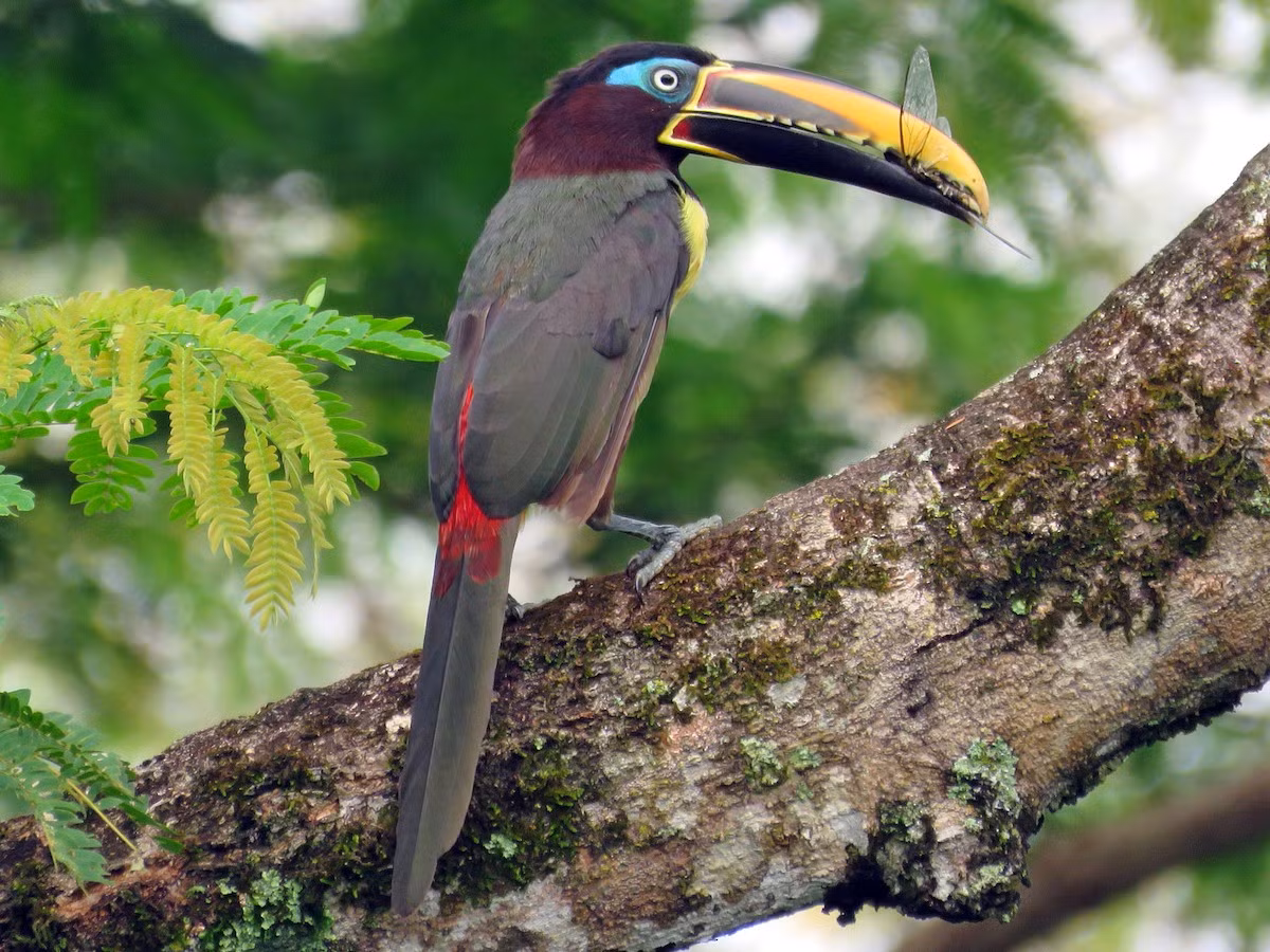 Aracari tai xám (Pteroglossus castanotis) dài 37 cm, cư trú ở Tây Bắc Nam Mỹ. Aracari là tên gọi có nguồn gốc bản địa cho một nhóm chim tu căng sống bầy đàn, có đuôi dài, lông ở phao câu màu đỏ.