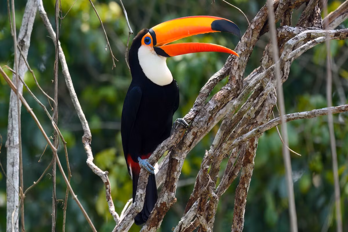 Tu căng lớn (Ramphastos toco) dài 55-65 cm, phân bố ở miền Bắc của nam Mỹ. Loài chim tu căng lớn nhất này ưa sinh cảnh rừng thưa, khác với các loài họ hàng sống trong những cánh rừng rậm rạp.