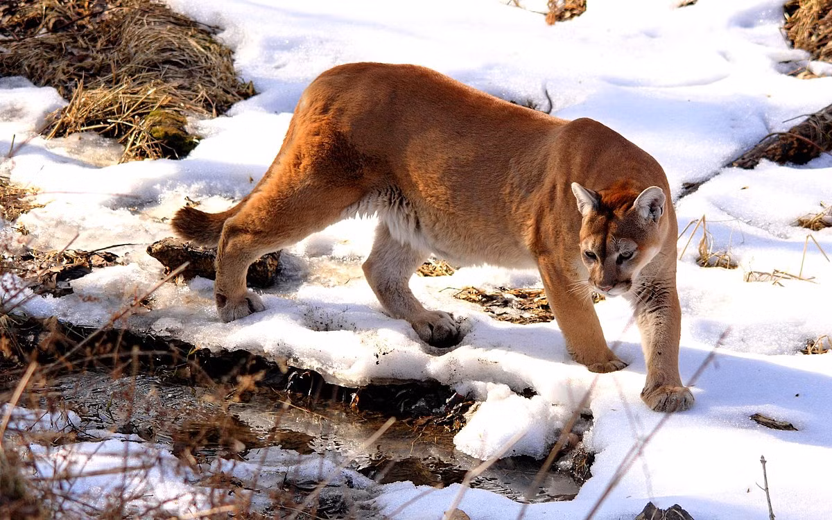 Ngày nay có hai phân loài báo sư tử được công nhận chính thức, gồm phân loài Puma concolor concolor ở Nam Mỹ và phân loài Puma concolor couguar ở Trung và Bắc Mỹ. Ảnh: Wikipedia.