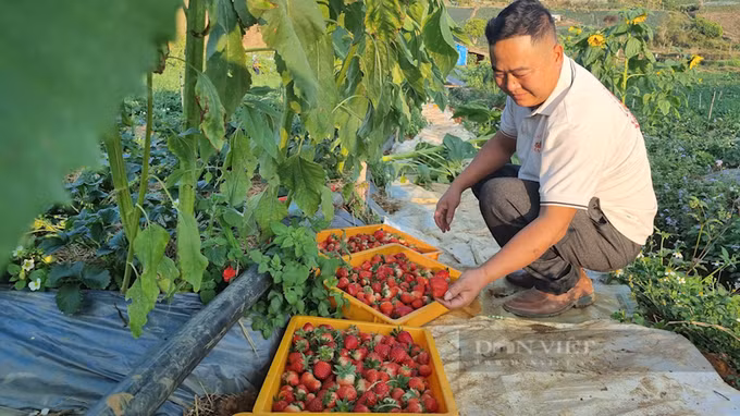 Trồng thứ quả chín đỏ gốc, hái mỏi tay mỗi ngày thành tỷ phú Trong thu qua chin do goc, hai moi tay moi ngay thanh ty phu