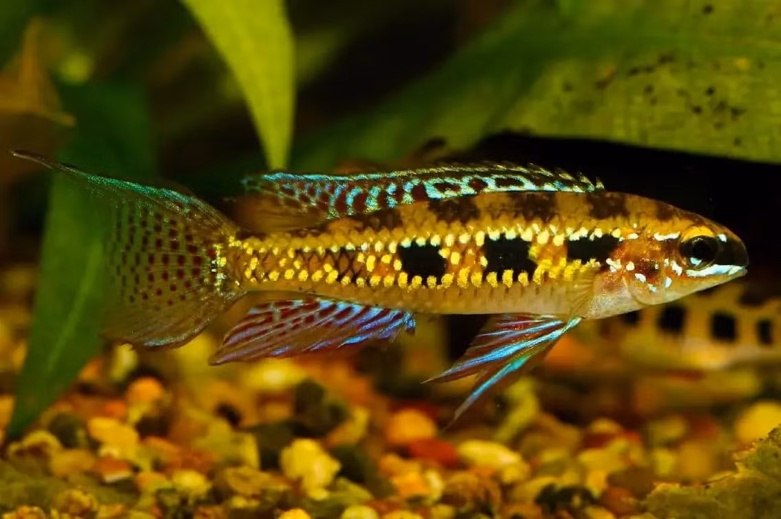 Cá rô bàn cờ (Dicrossus filamentosus). Kích thước: Dài tối đa 10 cm. Khu vực phân bố: Brazil, Colombia, Venezuela.