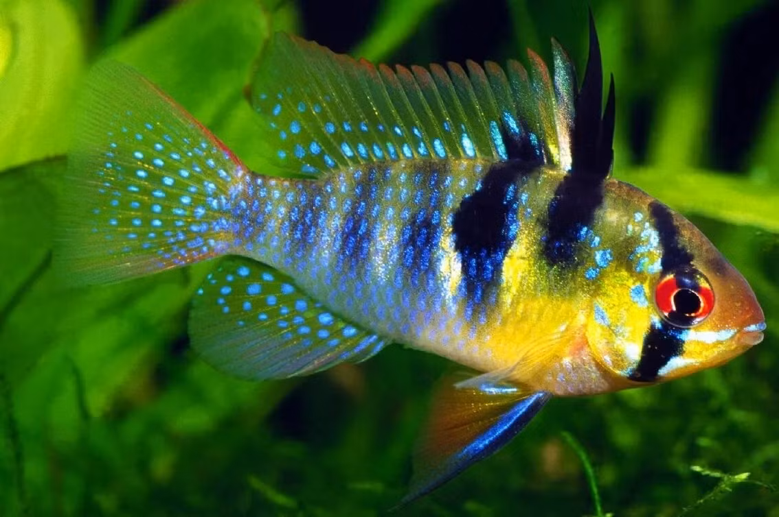 Cá phượng hoàng (Mikrogeophagus ramirezi). Kích thước: Dài tối đa 10 cm. Khu vực phân bố: Colombia, Venezuela.