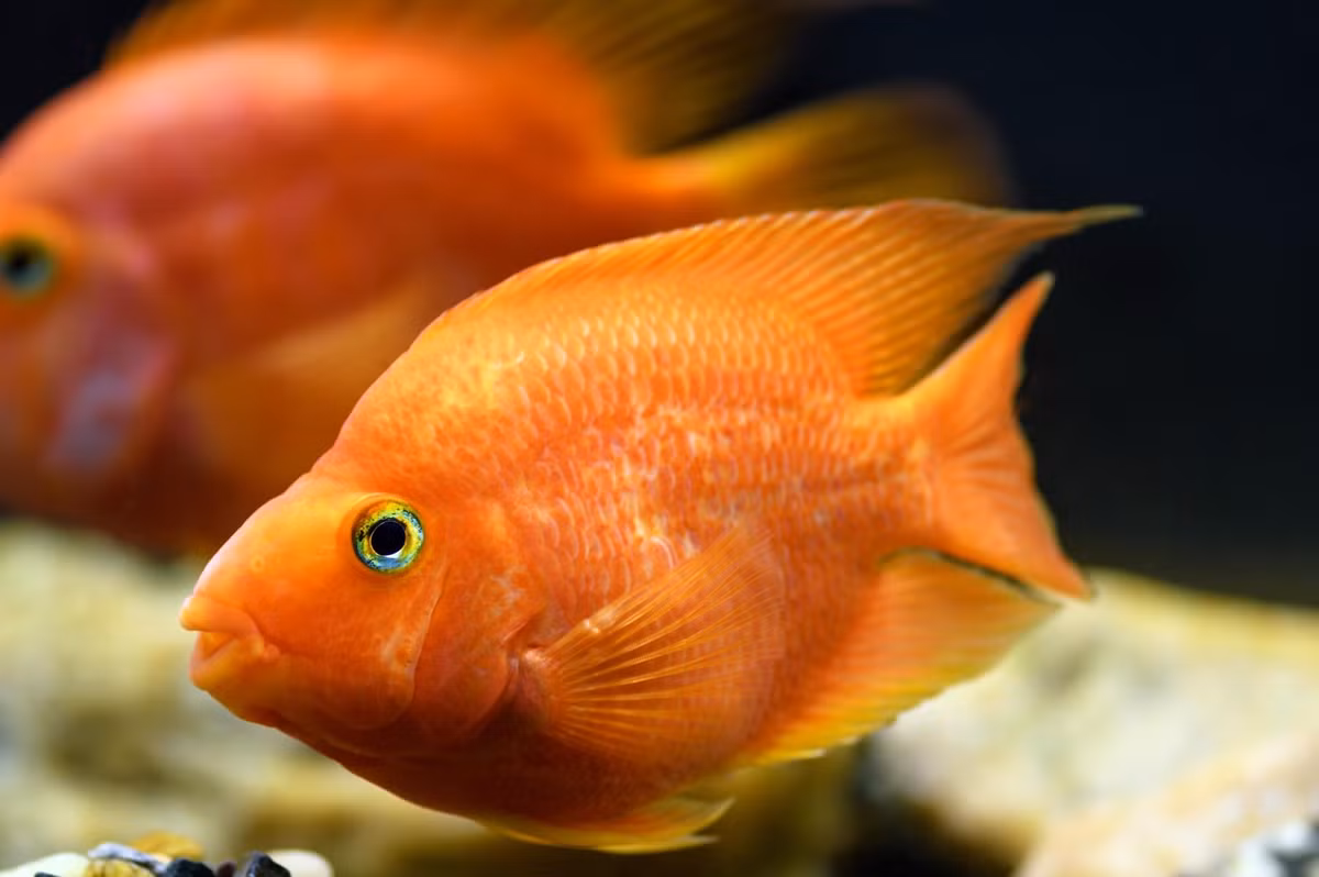 Cá hồng két (Amphilophus citrinellus + Vieja melanurus). Kích thước: Dài tối đa 20 cm. Khu vực phân bố: Được lai tạo ở Đài Loan vào những năm 1980, không tồn tại trong hoang dã.