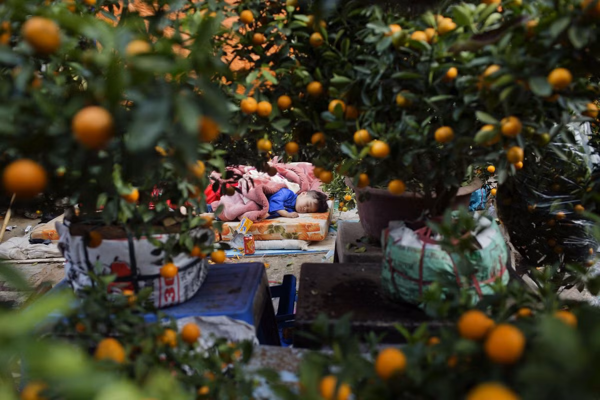 Không chỉ trồng để làm thực phẩm, các loài cây trong chi Citrus còn là cây cảnh dược ưa chuộng trong nhiều khu vườn. Ở một số quốc gia Đông Á, quất là loài cây cảnh mang tính biểu tượng của ngày Tết Nguyên đán...