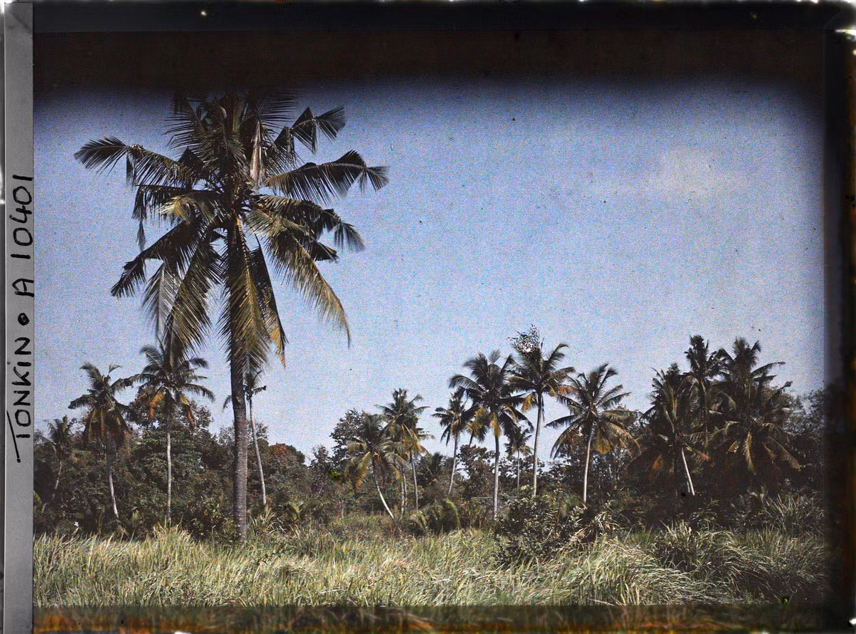 Quang cảnh vùng nông thôn Sài Gòn với những cây dừa cao vút, 1917.