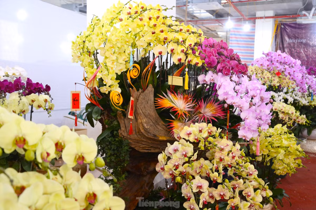 Ngoài trồng trong chậu, lan ở đây còn được ghép trên gỗ lũa, tạo nên nhiều kiểu dáng độc lạ, bắt mắt. Do mỗi chậu lan có một cách sáng tạo riêng biệt nên giá cũng khác nhau, dao động từ 20 - 80 triệu đồng.