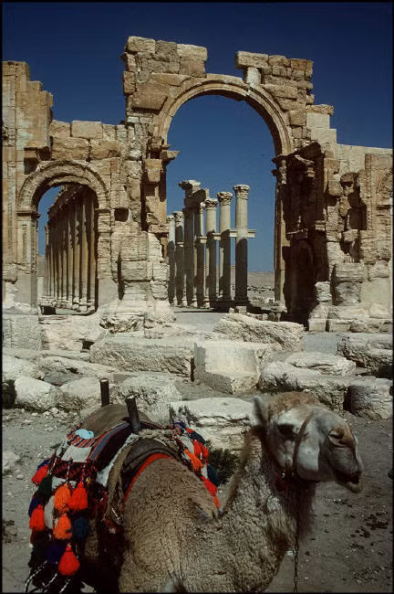 Lạc đà chở khách du lịch tại phế tích thời La Mã ở Palmyra. Ảnh: Magnum Photos.