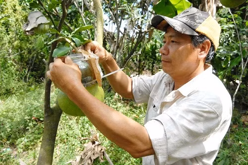 Quá trình tạo hình hồ lô phải mất từ 4-5 tháng mới cho ra sản phẩm đẹp mắt, nên ngay từ tháng 8, tháng 9 âm lịch, việc "nặn" bưởi hồ lô đã được nhà vườn thực hiện.