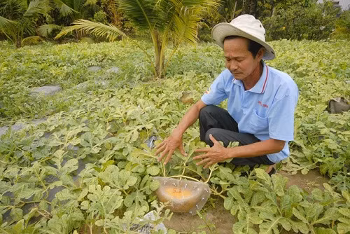 Ông Trần Thanh Liêm ở quận Bình Thủy, thành phố Cần Thơ, người đầu tiên tạo hình thành công loại dưa hấu vuông, dưa hấu hình ô tô... cho biết, Tết năm nay, gia đình ông dự kiến chuẩn bị khoảng 100 cặp dưa hấu hình vuông, 500 cặp dưa thỏi vàng. Theo ông Liêm, dưa hấu trồng khoảng 2 tháng 15 ngày có thể thu hoạch. Để tạo dáng cho quả dưa theo ý muốn thì khi xuống giống khoảng 25 ngày, lúc dưa bắt đầu ra trái, ông đã chọn quả, cho vào khuôn, tạo dáng dần dần.
