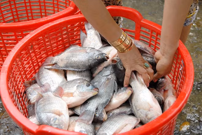 Sau 3 – 4 tháng thả nuôi là có thể thu hoạch cá mà không cần tốn thức ăn.