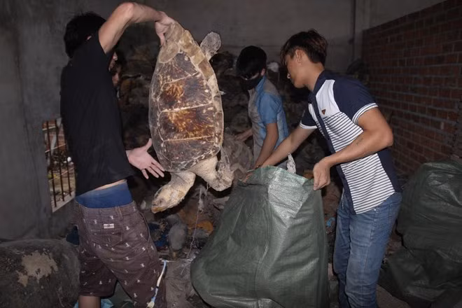 Công nhân đang cho rùa biển vào bao để cân tại xưởng số 2. Con rùa biển này dài khoảng 70 cm.