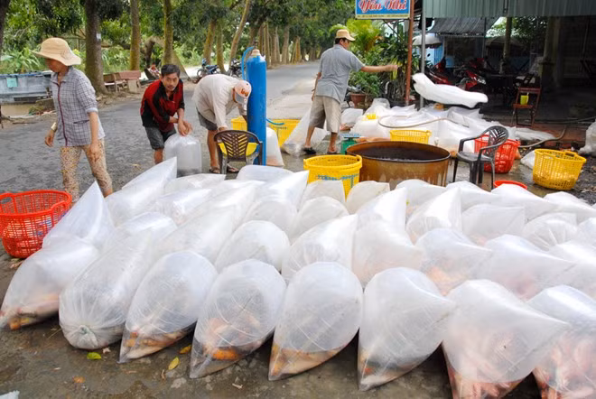 Anh Tâm, người nuôi cá ruộng ở huyện Thới Lai, Cần Thơ cho biết, giá rẻ, nên các hộ nuôi thường bán xô cả ruộng cá cho thương lái.