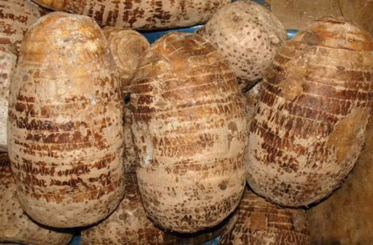 Khoai môn: Giàu tinh bột, protein, carbohydrate, canxi, phốt pho, sắt và các nguyên tố vi lượng khác. Khoai môn mềm, dễ tiêu hóa, là thực phẩm tuyệt vời dành cho trẻ và người già.