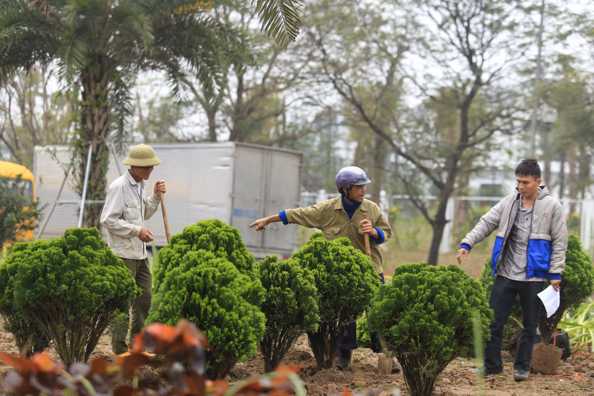 Từ những ngày trước khi Hội nghị diễn ra, nhiều tuyến phố được trang hoàng, hoa, cây cảnh.