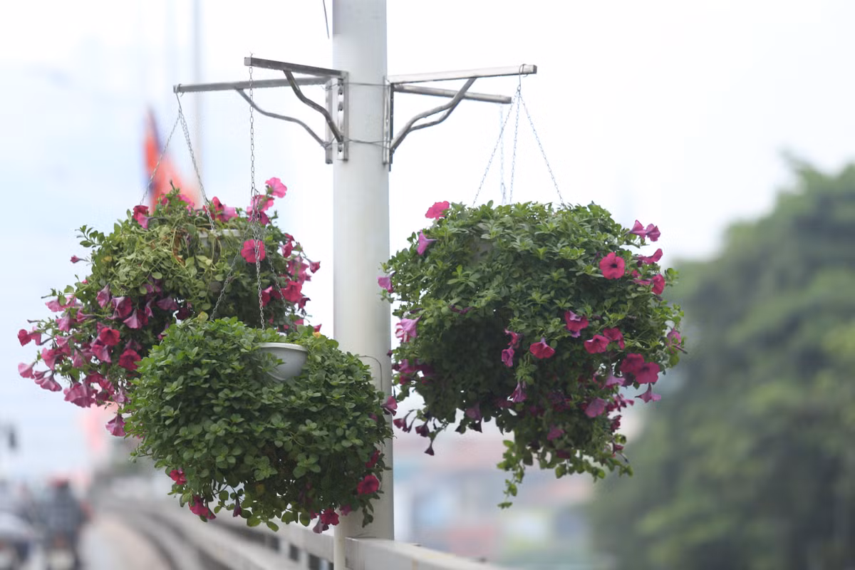 Hoa được trang trí khắp trên các tuyến phố lớn.