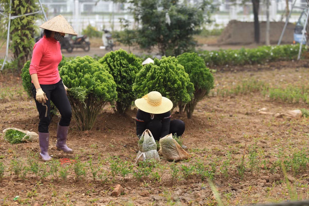 Các công nhân khẩn trương hoàn thành công tác trang trí trên đường phố Hà Nội.