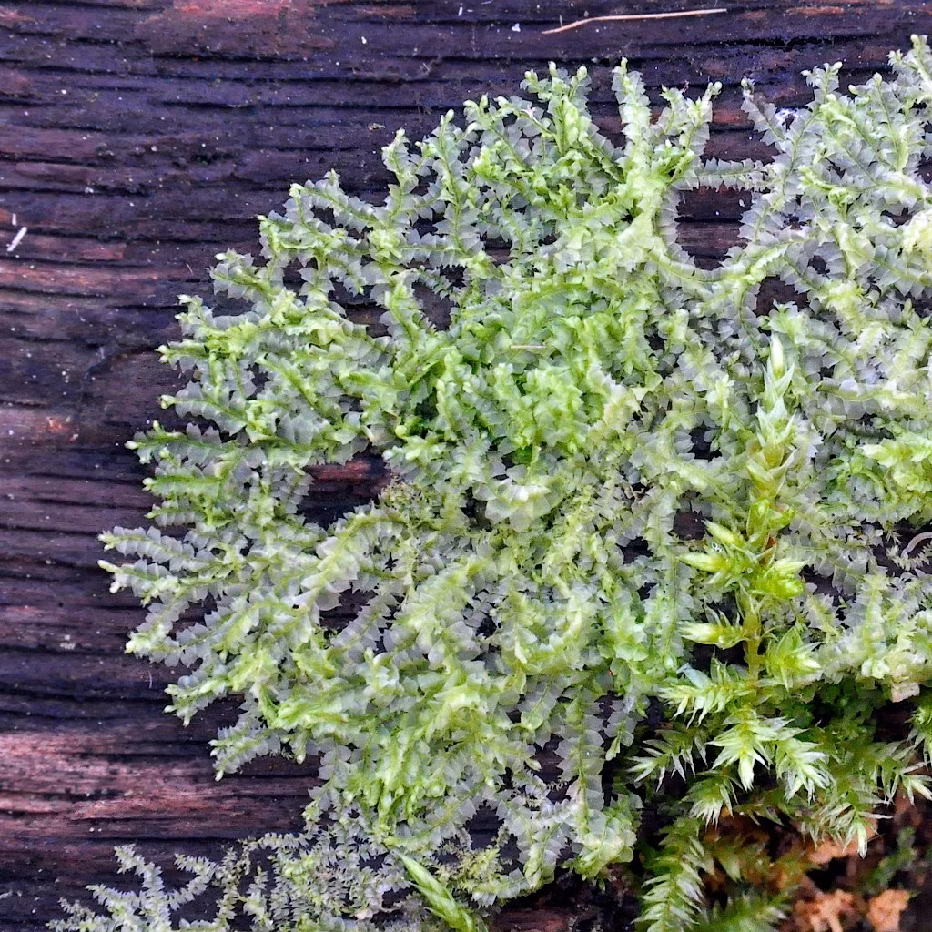 Rêu tản khác lá (Lophocolea heterophylla) thường mọc trên các gốc cây bị đốn và gỗ mục. Loài rêu rản trong mờ này có hai hàng lá chính với đầu lá tròn hoặc khía răng cưa.