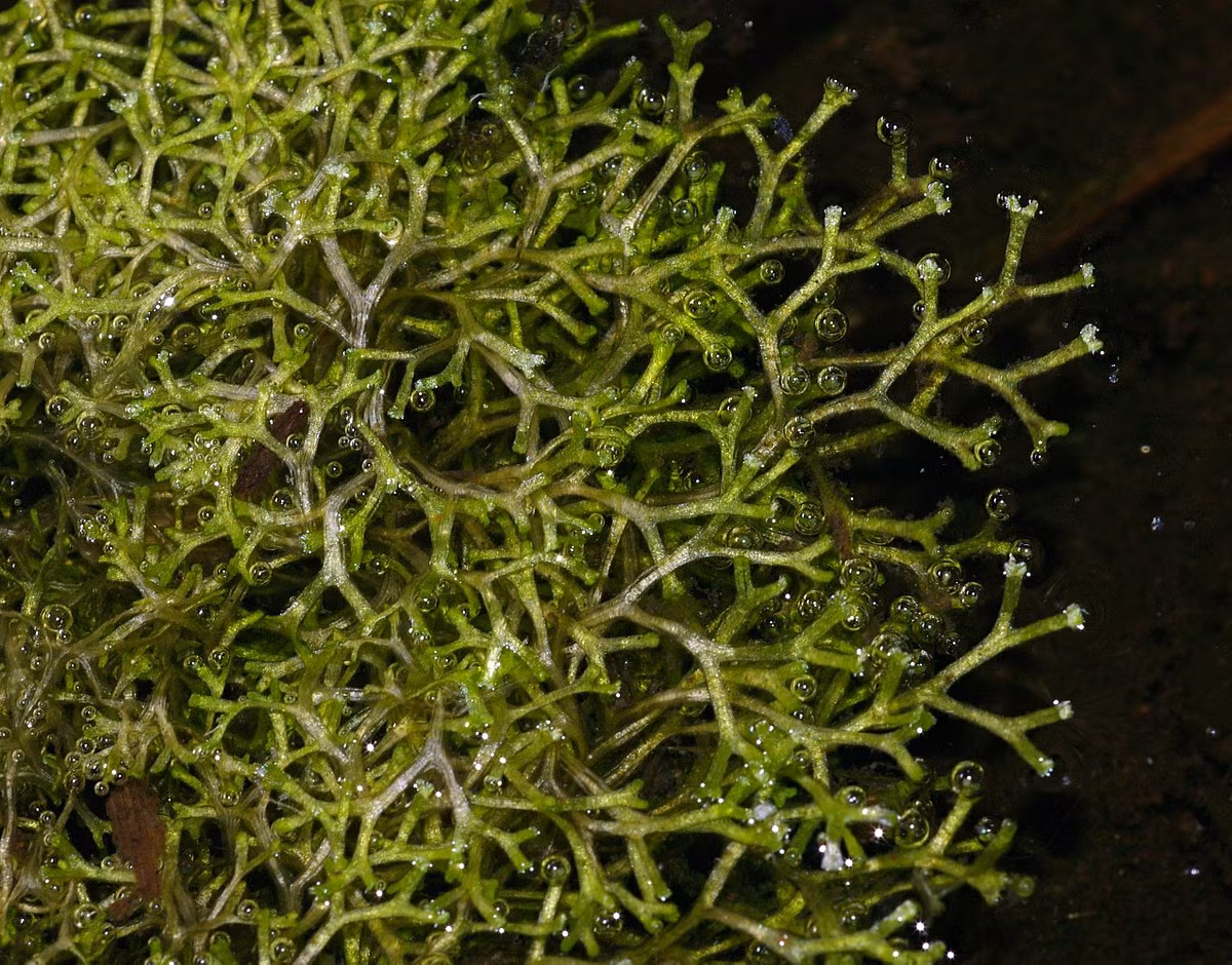 Rêu tản sừng hươu (Riccia fluitans) thường có hai dạng, một mọc trên bùn ướt và một nổi trên mặt hồ. Cả hai đều có thân hình dải mảnh và phân nhánh đôi liên tục. Đây là loại cây trồng phổ biến trong bể cá thủy sinh.