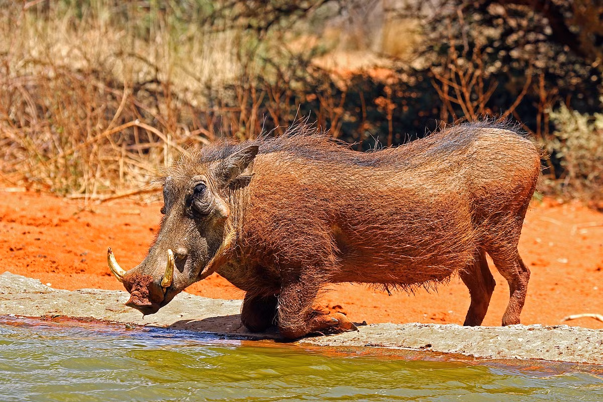 Lợn nanh sừng châu Phi (Phacochoerus africanus) dài 64-85 cm, là loài lợn đặc trưng của sinh cảnh sa van ở châu Phi. Chúng có hai đôi răng nanh, bướu trên mặt, có thói quen quỳ hai chân trước khi gặm cỏ hay uống nước và dựng đứng đuôi khi chạy.