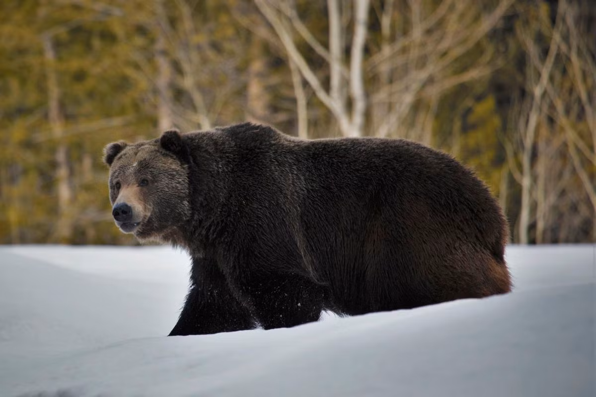 Gấu nâu (Ursus arctos) dài 1,5-2,8 mét, là loài gấu có vùng phân bố rộng ở châu Á, Bắc Âu và Bắc Mỹ. Chúng có chế độ ăn uống linh hoạt với các loại thức ăn theo mùa, trong đó có các loại quả mọng và cả hồi trứng. Có nhiều phân loài gấu nâu khác nhau, một số phân loài đang nguy cấp.