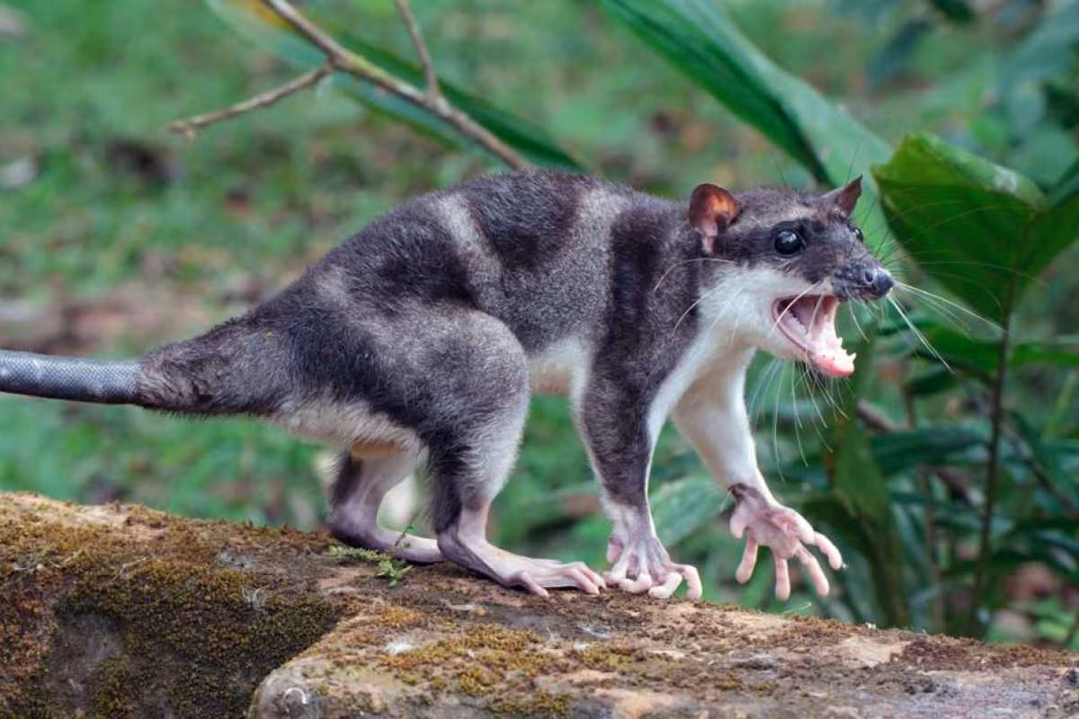 Thú túi nước chân màng (Chironectes minimus) dài 26-40 cm, phân bố ở Trung và Nam Mỹ, là loài thú túi thủy sinh duy nhất được biết đến. Cả hai giới của loài này có túi đóng lại được khi ở dưới nước. Chân sau của chúng có màng như chân vịt.