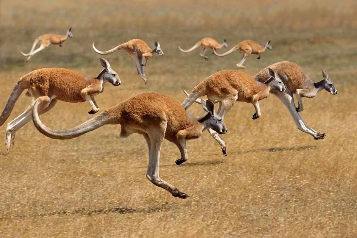 Kangaroo đỏ (Macropus rufus) dài 1-1,6 mét, là loài thú có túi lớn nhất tồn tại đến nay. Chúng phân bố rộng ở Australia, tại các sinh cảnh hoang mạc và đồng cỏ xavan, đôi khi xâm nhập vào các đô thị.