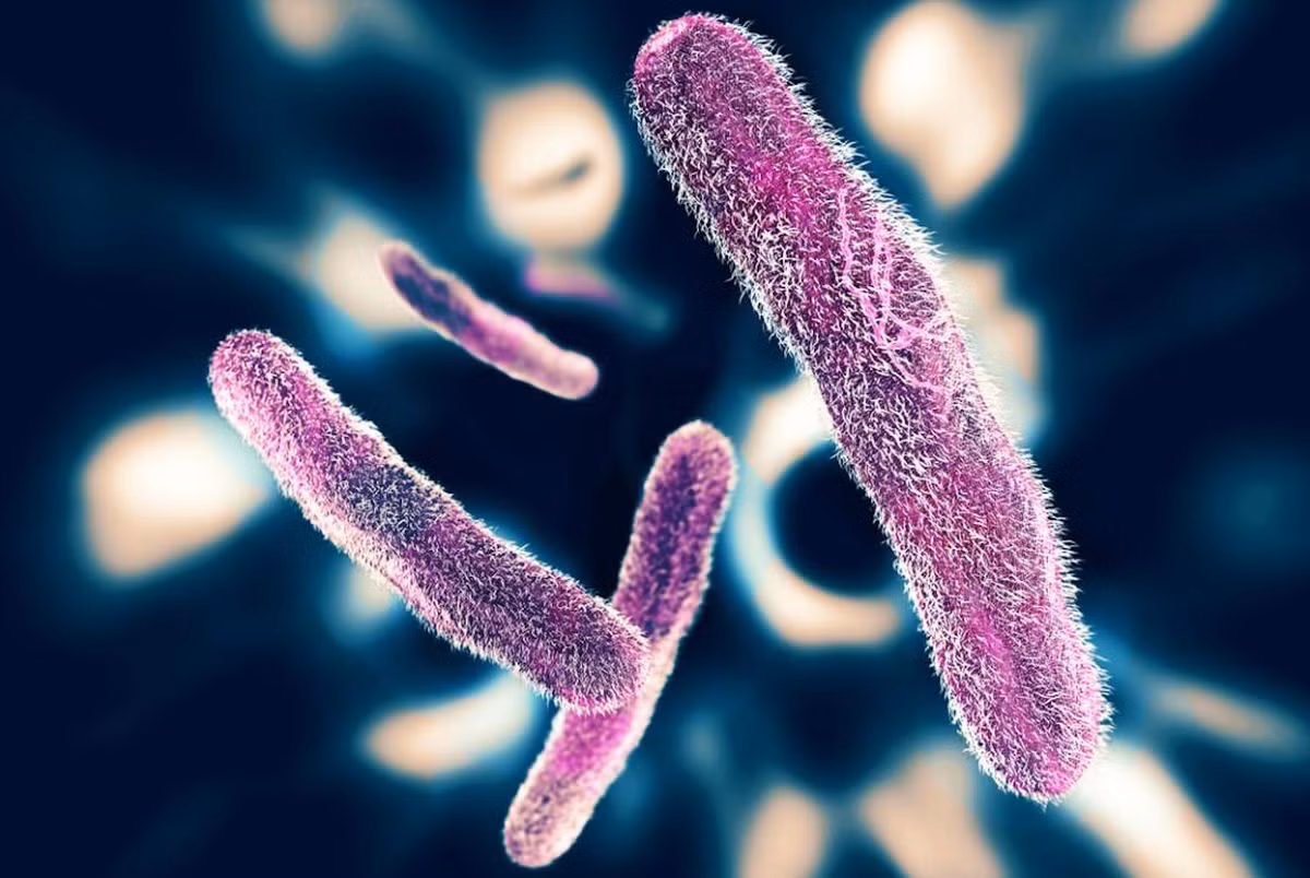 Vi khuẩn Shigella dysenteriae 1-3 µm, là loài vi khuẩn đường ruột có thể tiết ra độc tố shiga gây dịch kiết lị. Chỉ cần 10 cá thể vi khuẩn là đủ để gây bệnh.