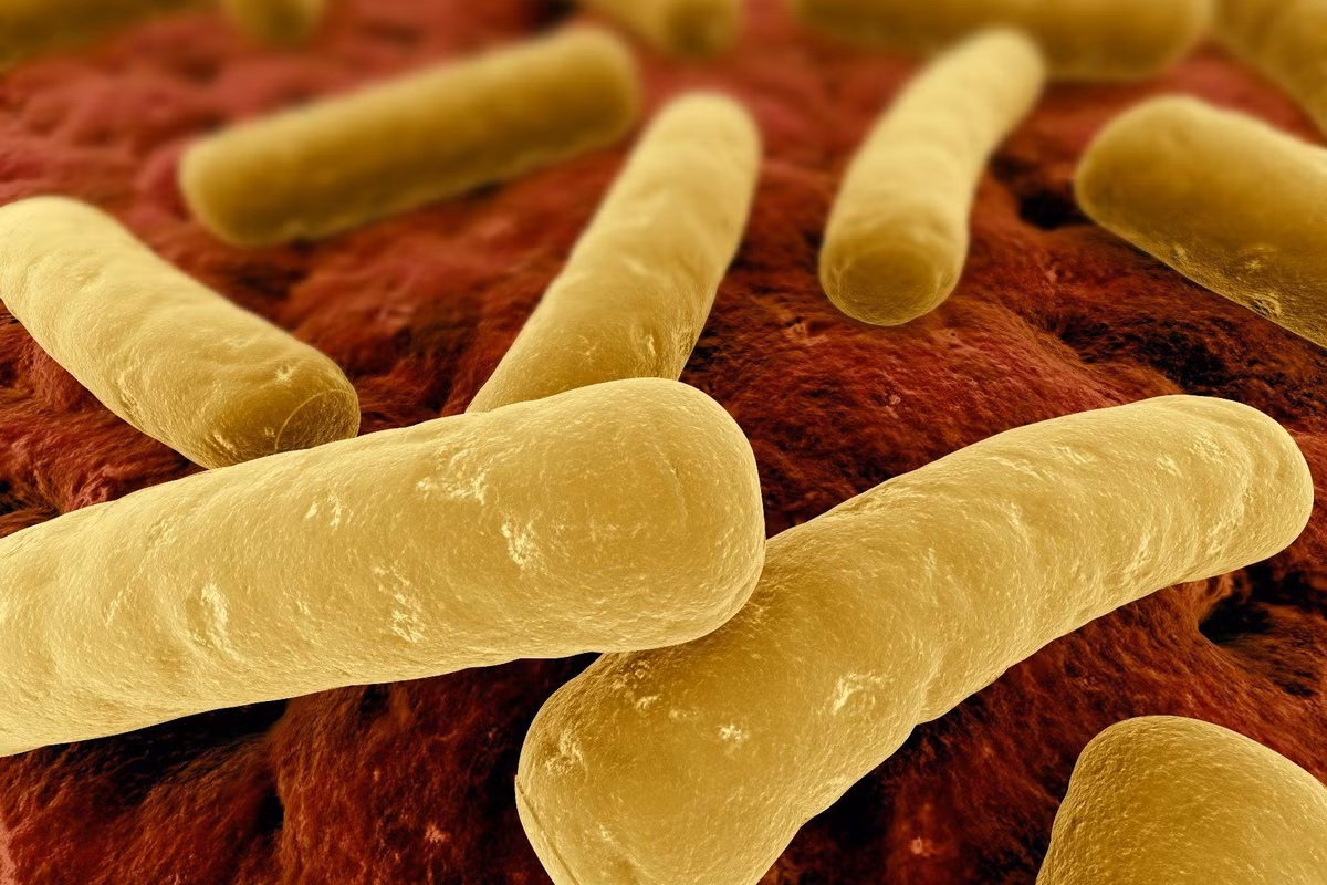 Vi khuẩn Clostridium botulinum dài 3-8 µm, phát triển mạnh ở nơi có ít hoặc không có ôxi. Chúng sống trong đất và sản sinh độc tố thần kinh gây ngộ độc thực phẩm, nhưng cũng được sử dụng trong y dược và sản xuất mỹ phẩm.