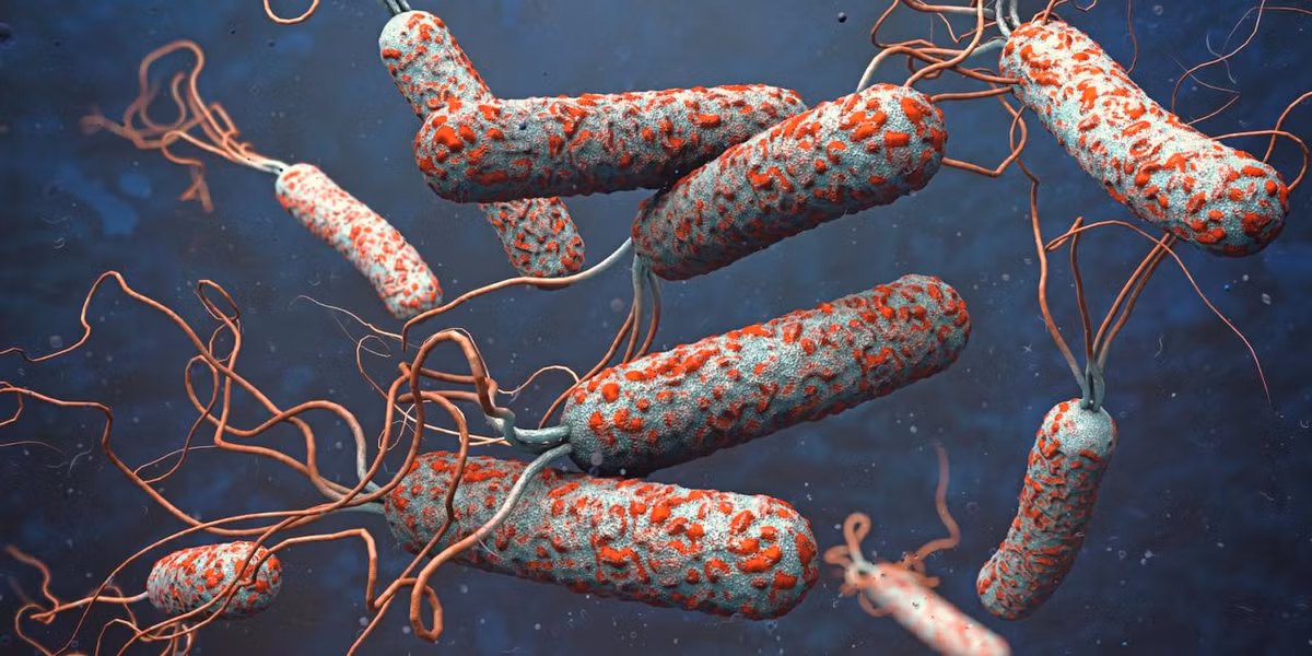 Vi khuẩn Vibrio cholerae dài 1-3 µm, có hình que hơi cong, di chuyển linh hoạt nhờ lông roi ở một đầu tế bào. Loài vi khuẩn này tiết ra một loại độc tố ruột mạnh gây dịch tả.