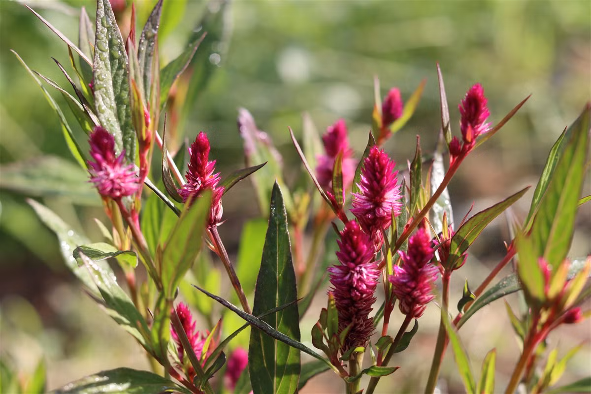 Cây hoa mào gà (Celosia argentea) có nguồn gốc từ một loài cây dại sống trên các triền dốc khô lẫn đá sỏi ở các vùng nhiệt đới châu Phi, châu Á, châu Mỹ. Chúng đã được lai tạo ra nhiều dạng có hoa bắt mắt để trồng làm cảnh.